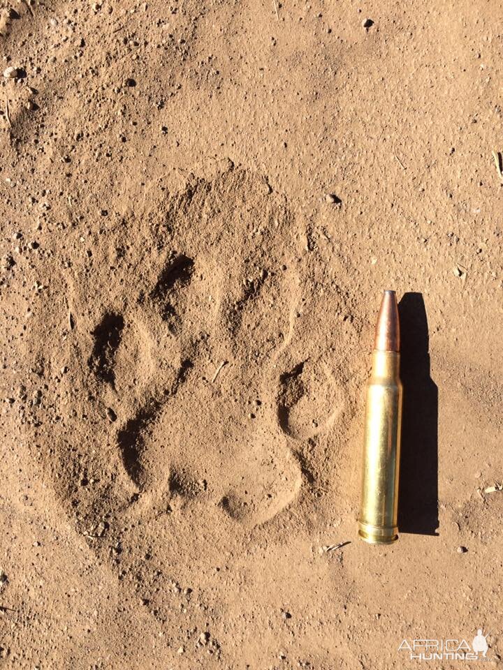 Leopard Track Zimbabwe