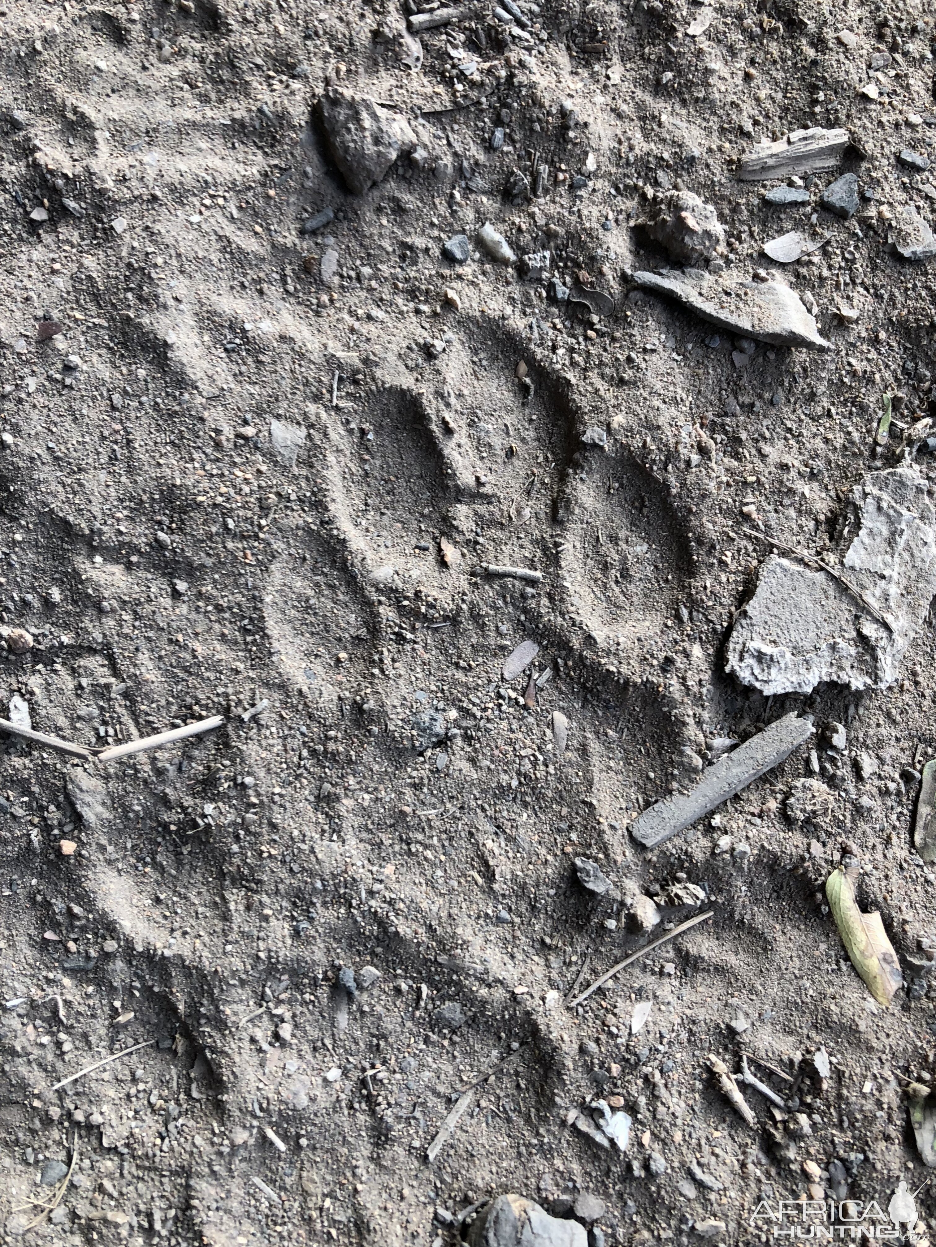 Leopard Track Zimbabwe