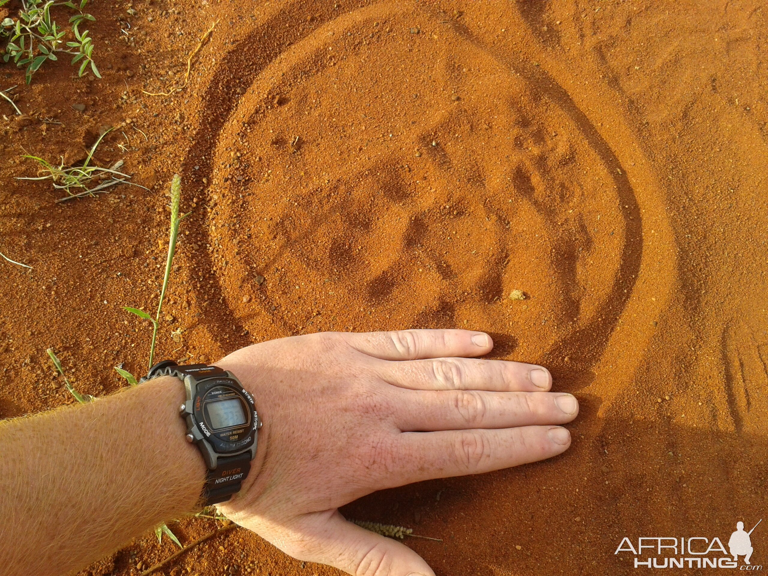 leopard track