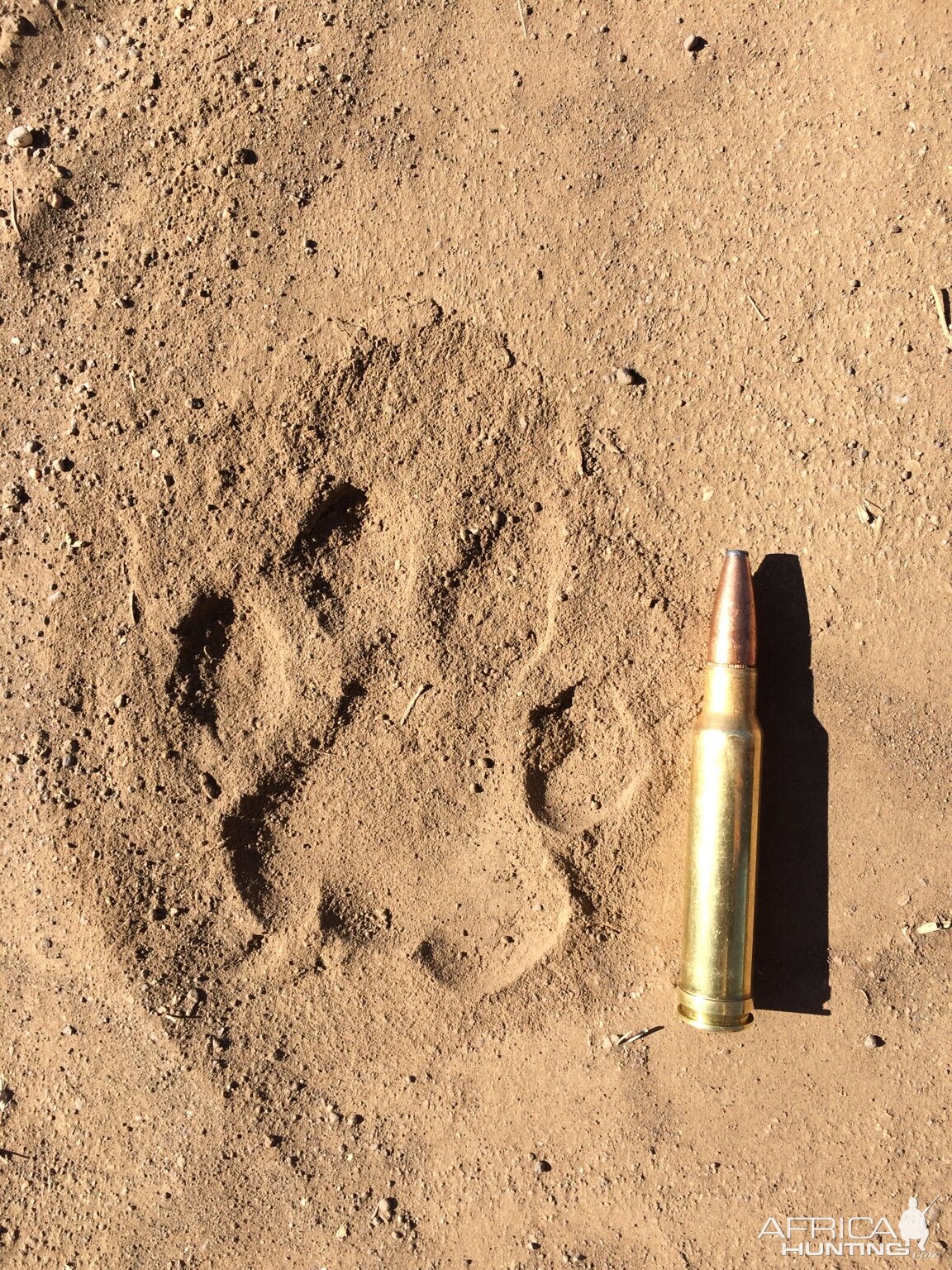 Leopard Track