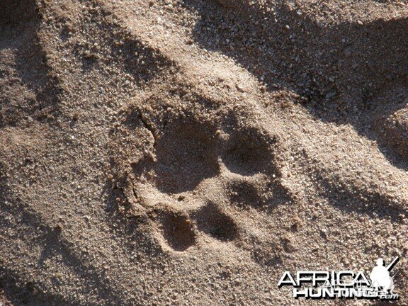 Leopard Tracks