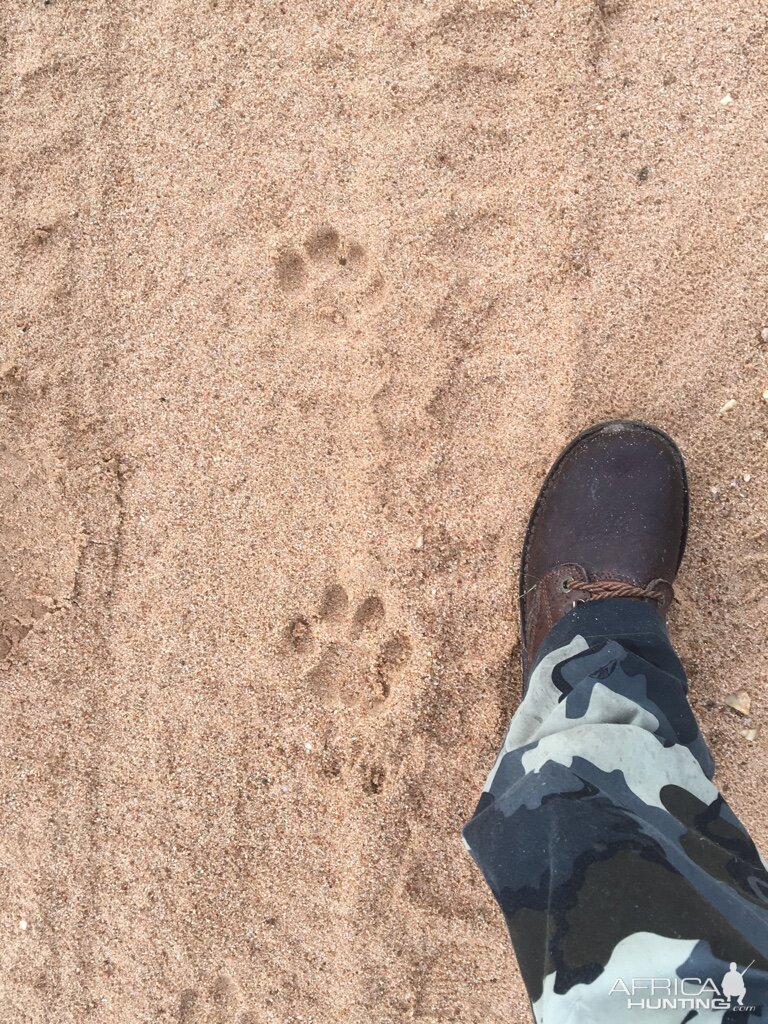 Leopard Tracks