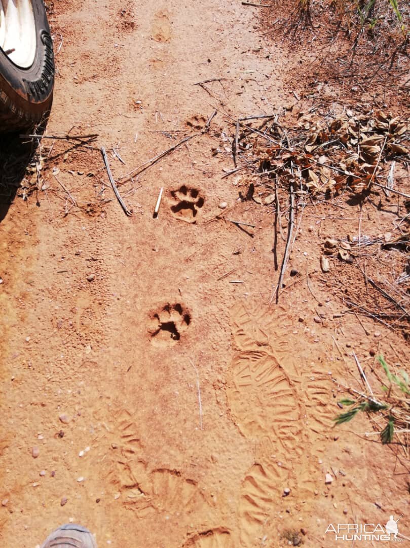 Leopard Tracks