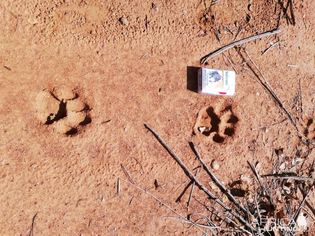 Leopard Tracks