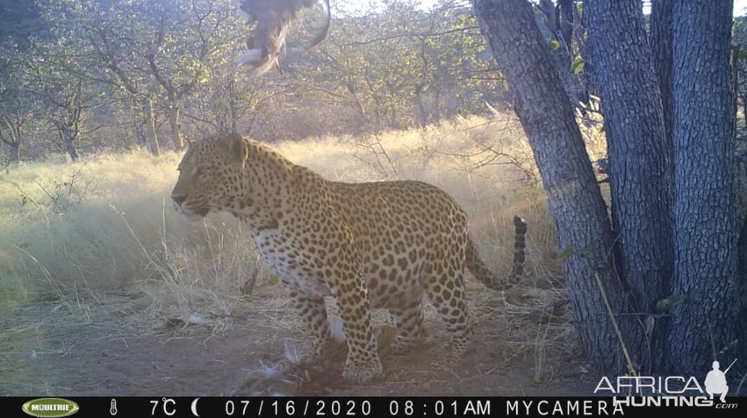 Leopard Trail Cam Pictures Namibia