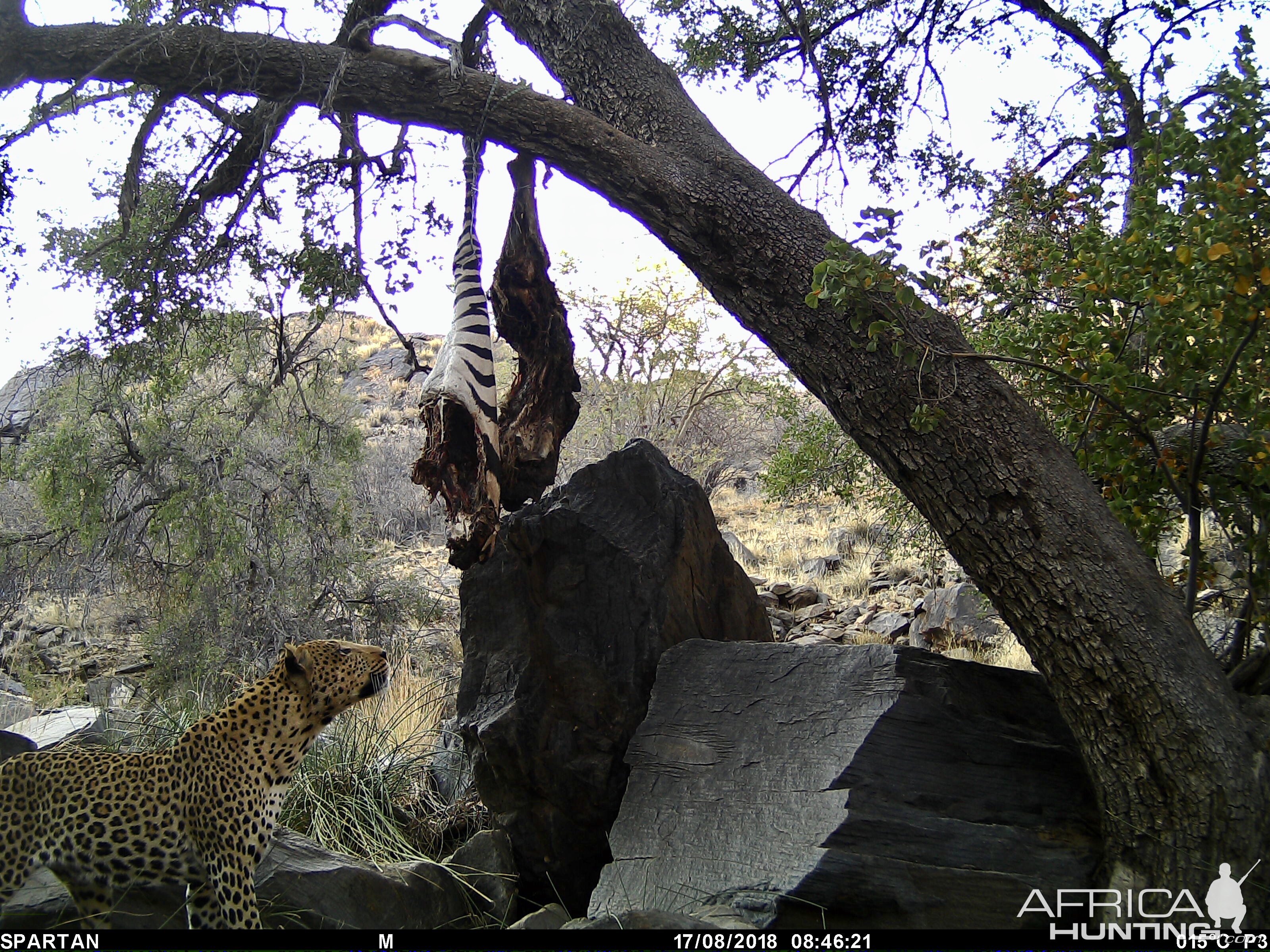 Leopard Trail Cam Pictures Namibia