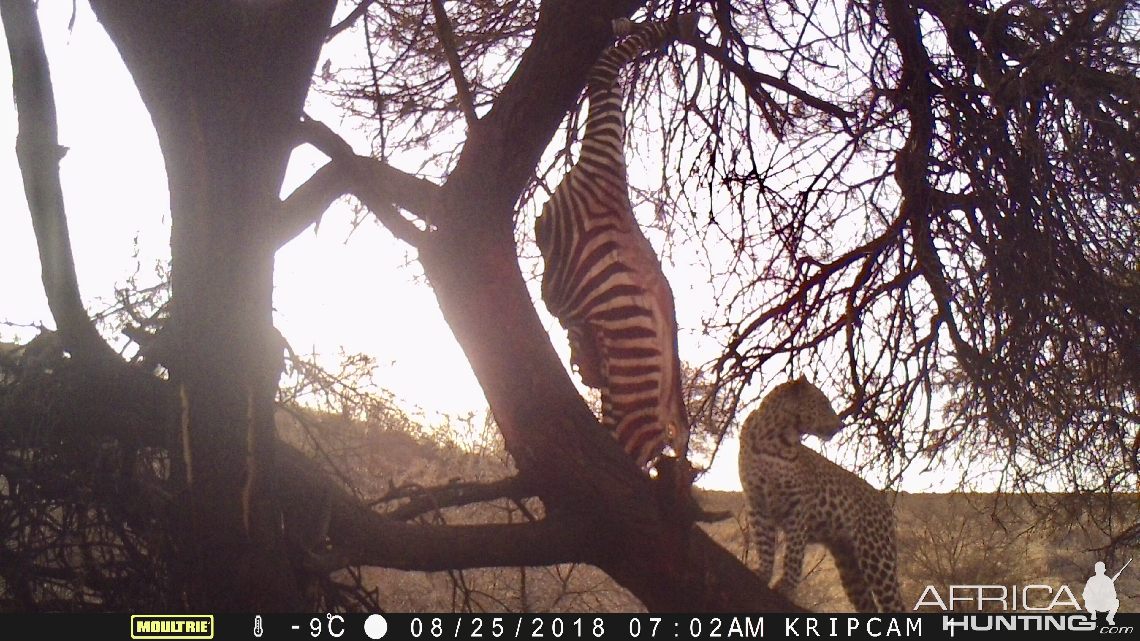 Leopard Trail Cam Pictures Namibia