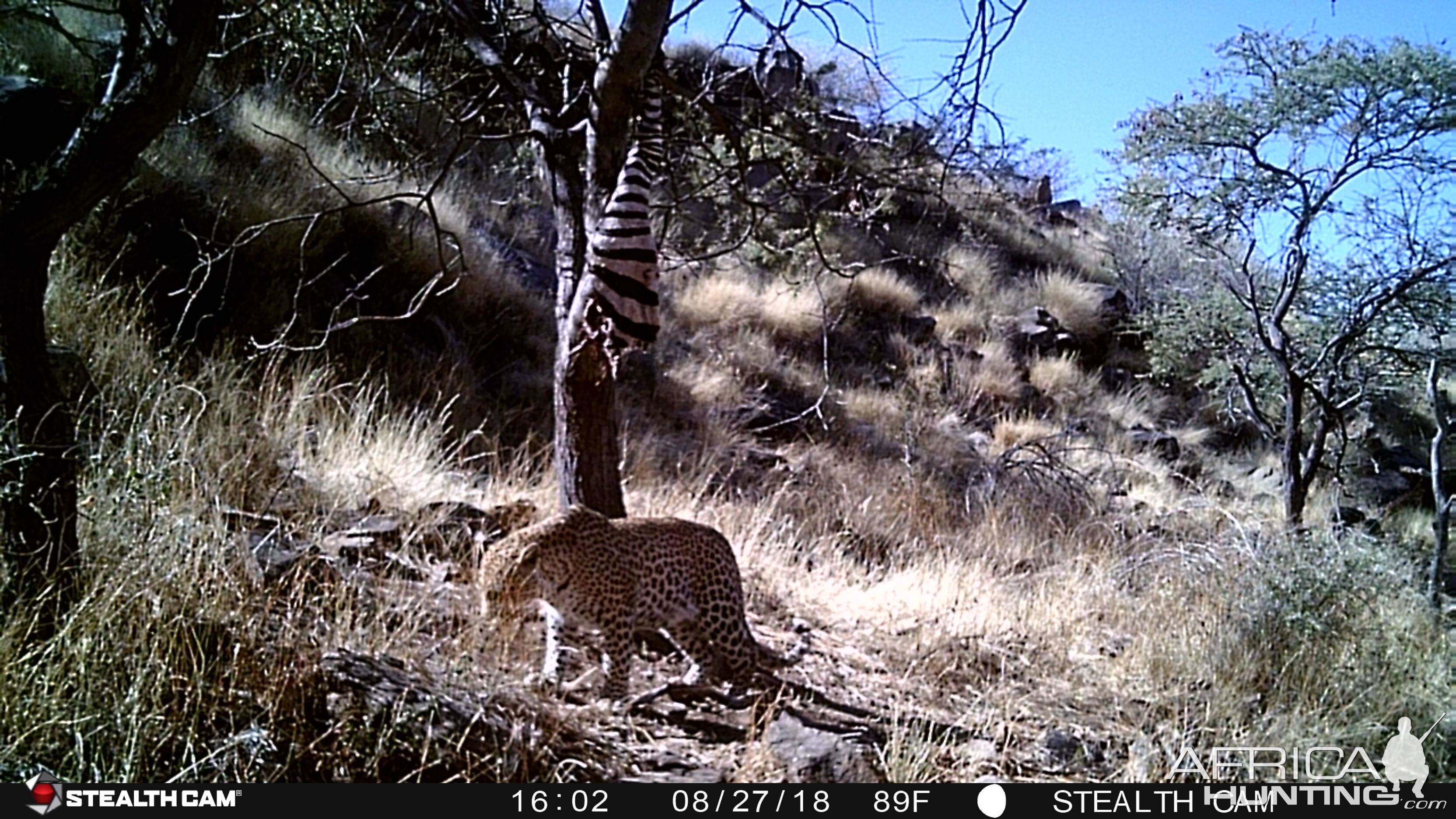 Leopard Trail Cam Pictures Namibia