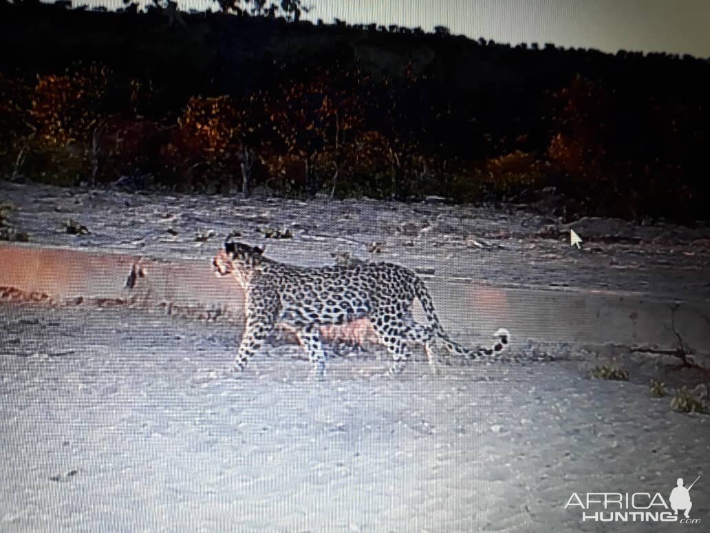 Leopard Trail Cam Pictures Namibia