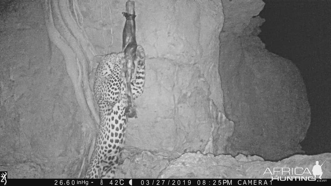 Leopard Trail Cam Pictures Namibia