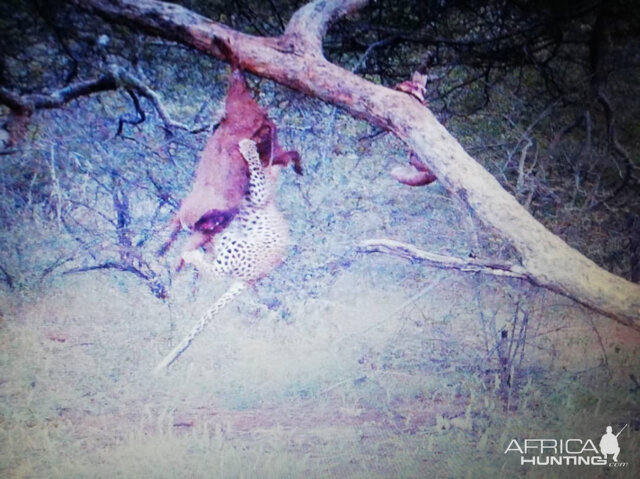 Leopard Trail Cam Pictures Namibia