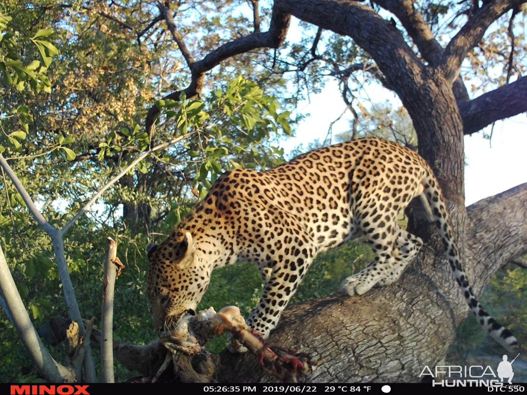 Leopard Trail Cam Pictures Namibia