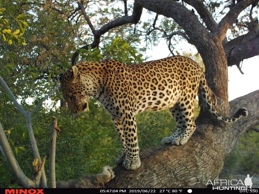 Leopard Trail Cam Pictures Namibia