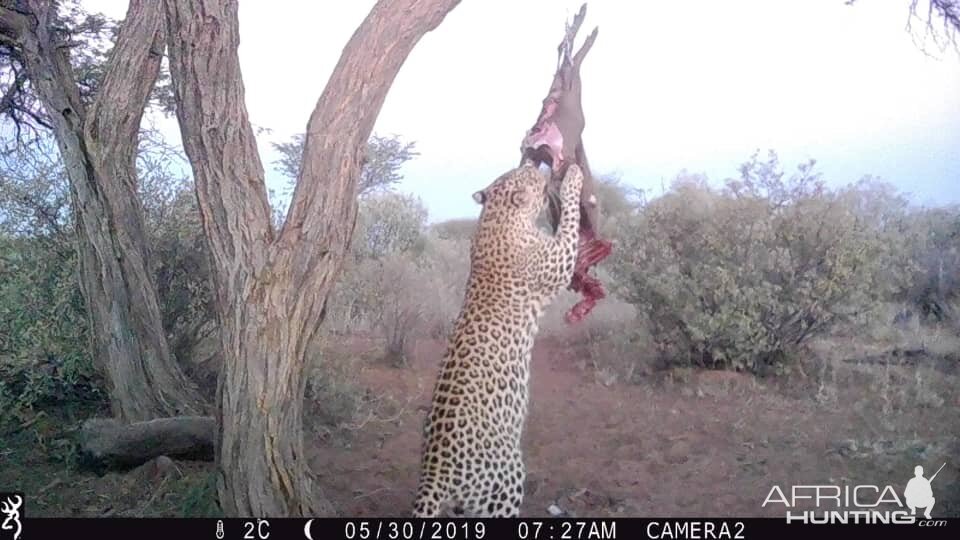 Leopard Trail Cam Pictures South Africa