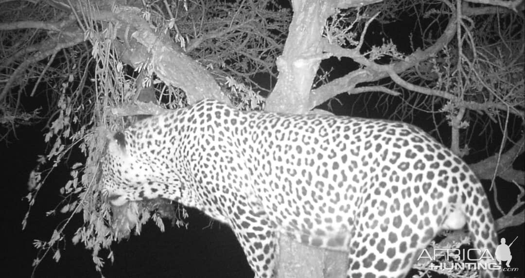 Leopard Trail Cam Pictures South Africa