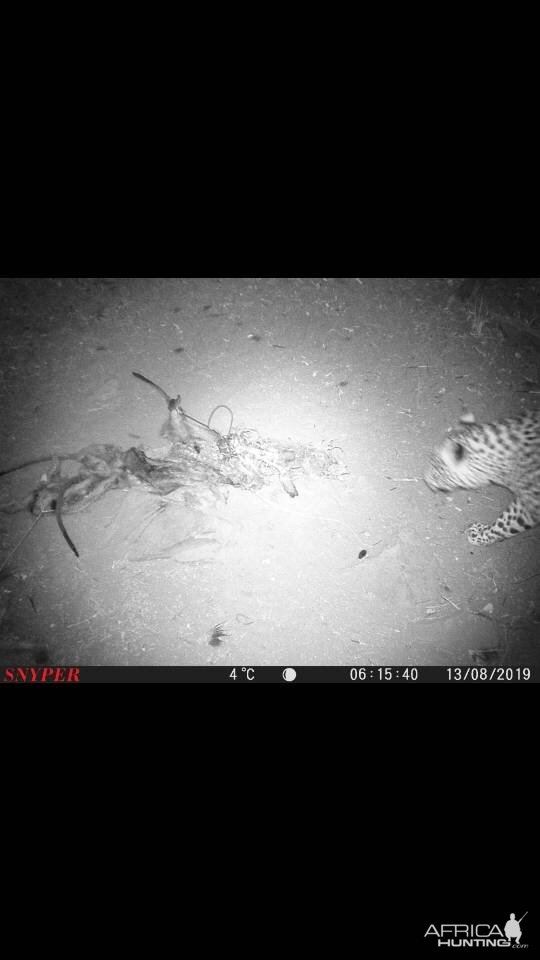 Leopard Trail Cam Pictures South Africa