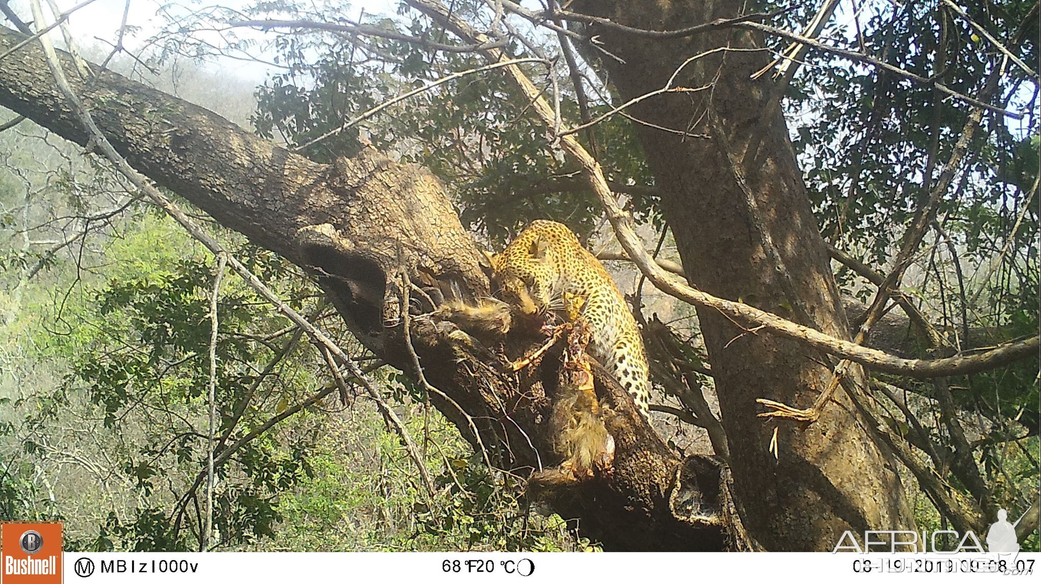 Leopard Trail Cam Pictures Zambia