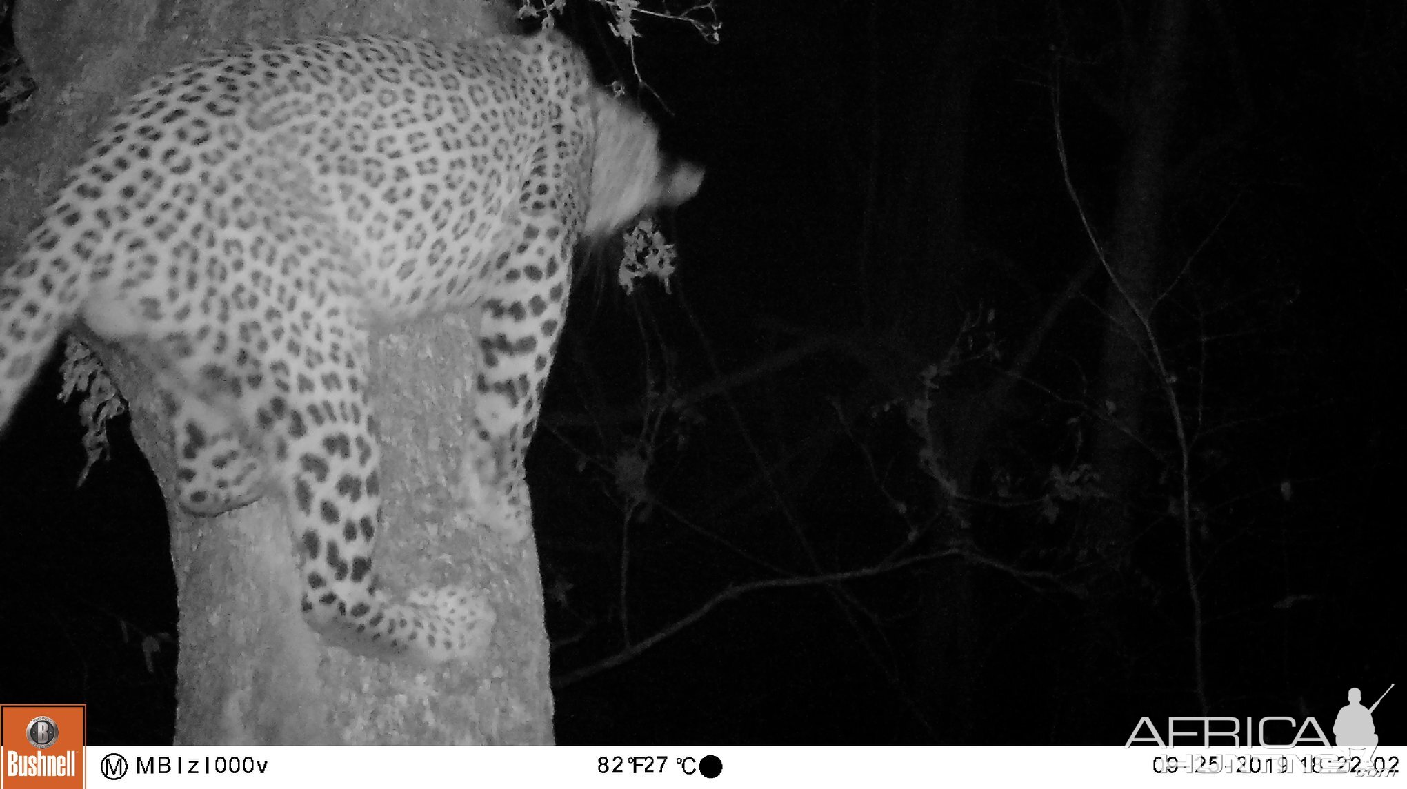 Leopard Trail Cam Pictures Zambia