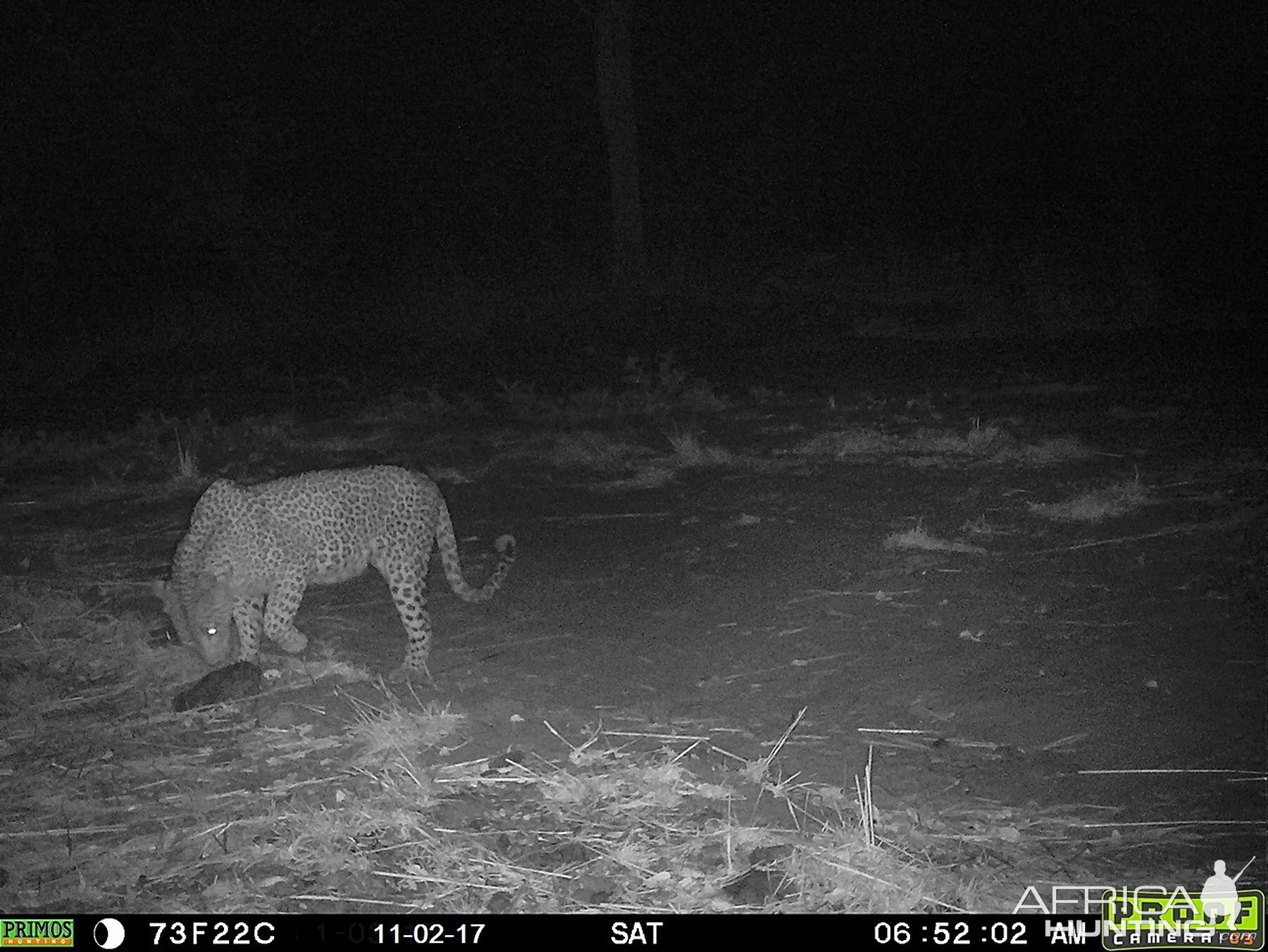 Leopard Trail Cam Pictures Zambia