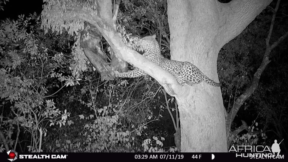 Leopard Trail Cam Pictures Zimbabwe