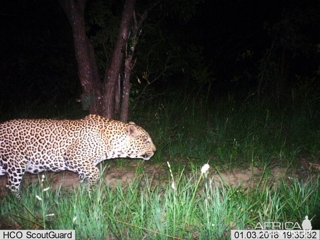 Leopard Trail Cam Pictures Zimbabwe