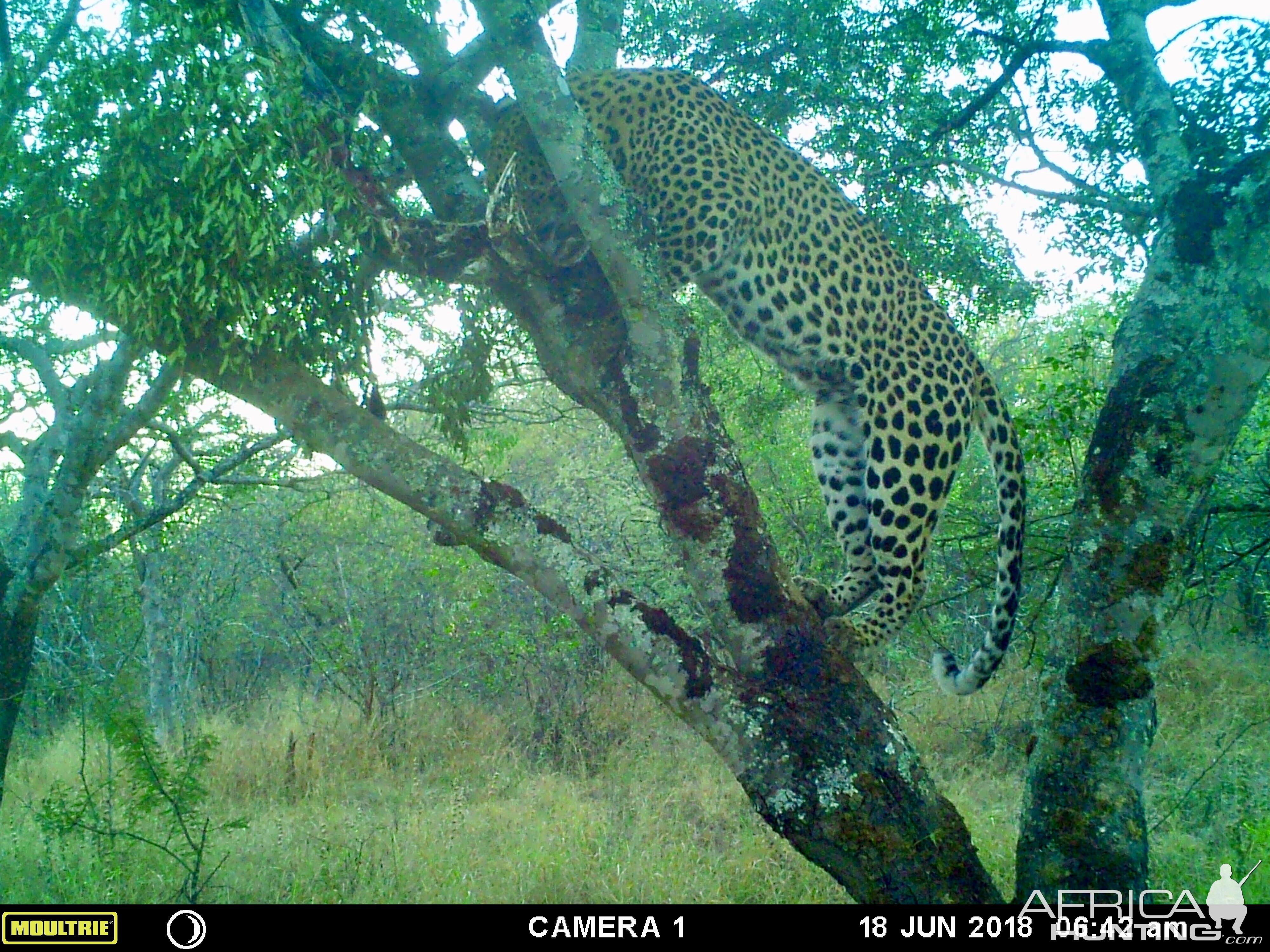 Leopard Trail Cam Pictures Zimbabwe