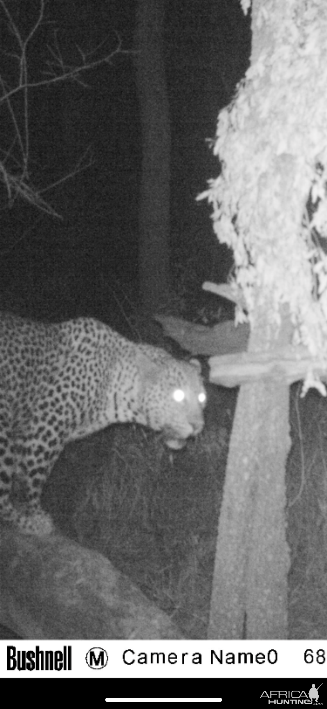 Leopard Trail Cam Pictures Zimbabwe