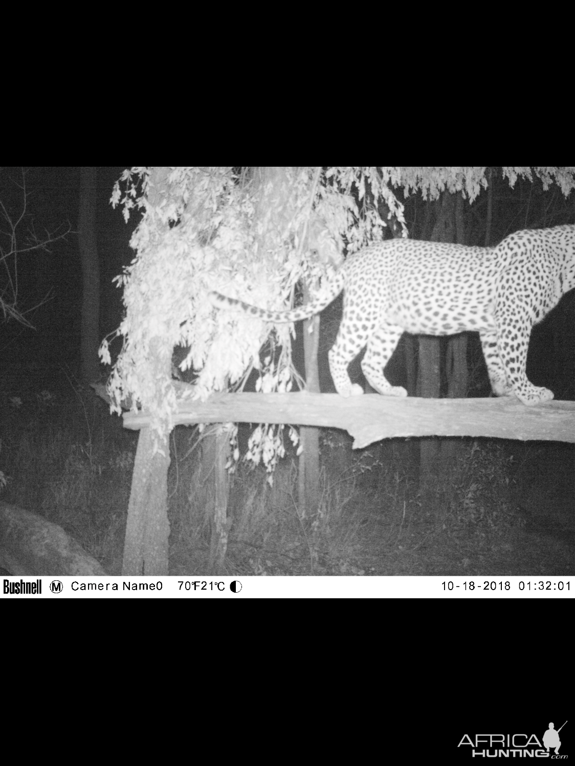 Leopard Trail Cam Pictures Zimbabwe