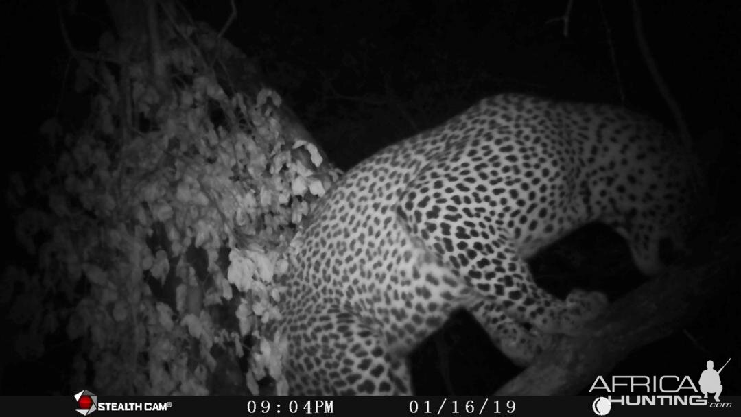 Leopard Trail Cam Pictures Zimbabwe