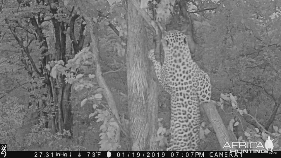 Leopard Trail Cam Pictures Zimbabwe