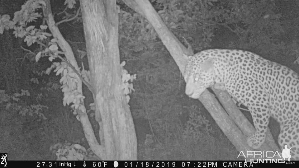 Leopard Trail Cam Pictures Zimbabwe