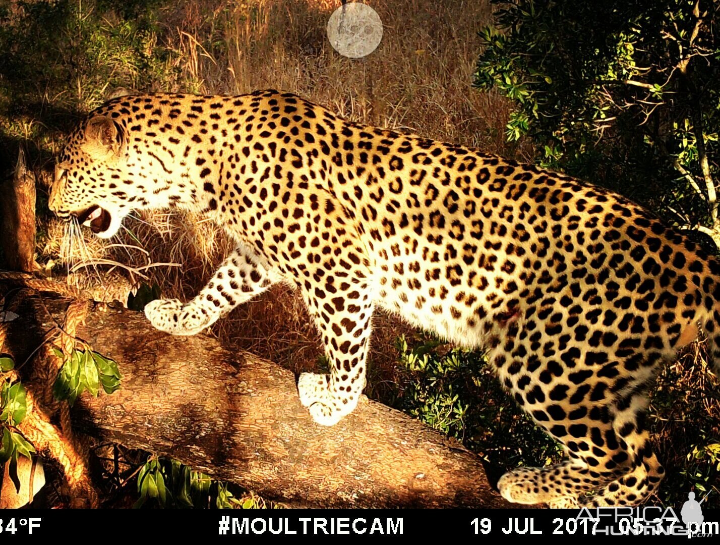 Leopard Trail Cam Tanzania