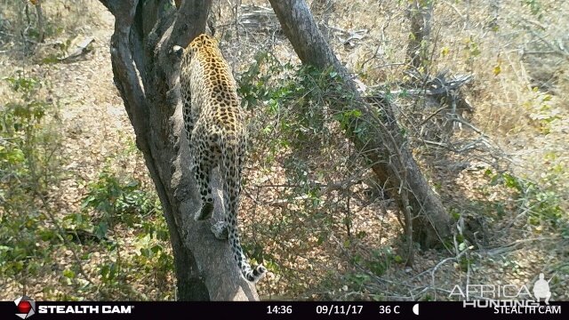 Leopard Trail Cam Tanzania