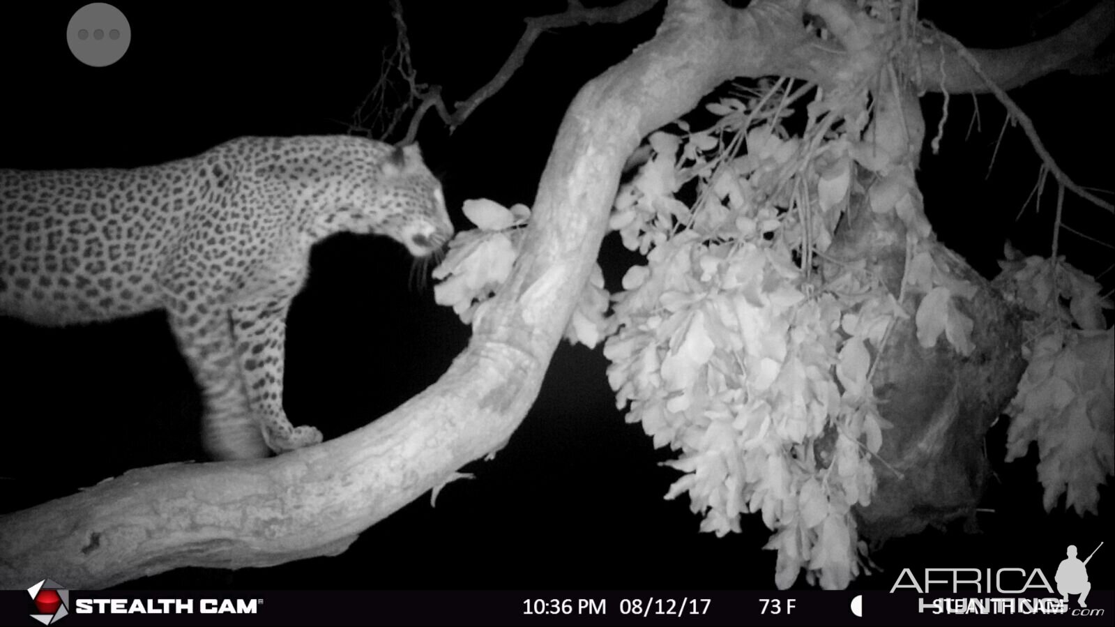 Leopard Trail Cam Tanzania