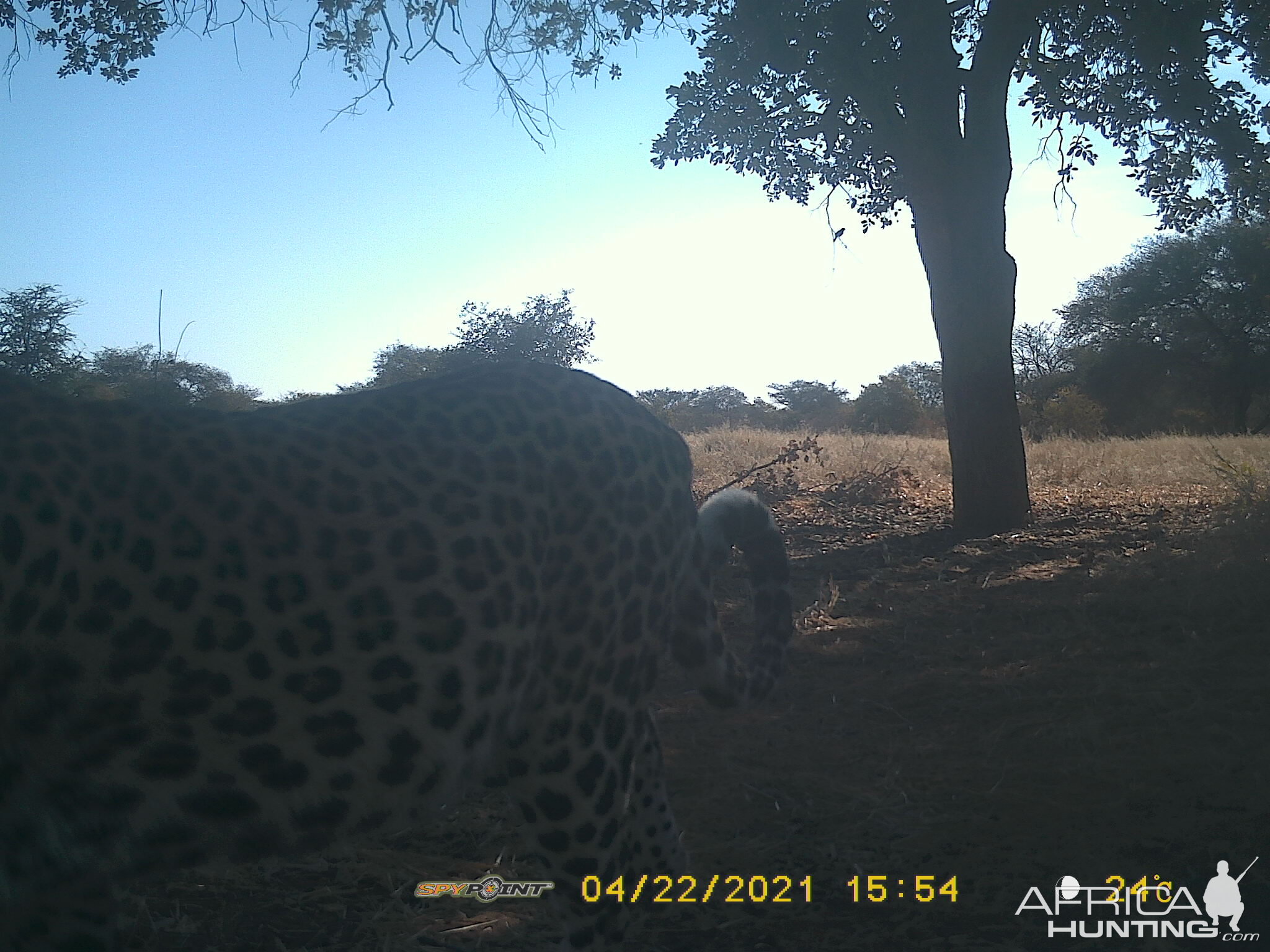 Leopard Trail Cam