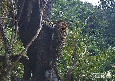 Leopard Trail Camera At Kampangala NorthWest Mbizi Zambia