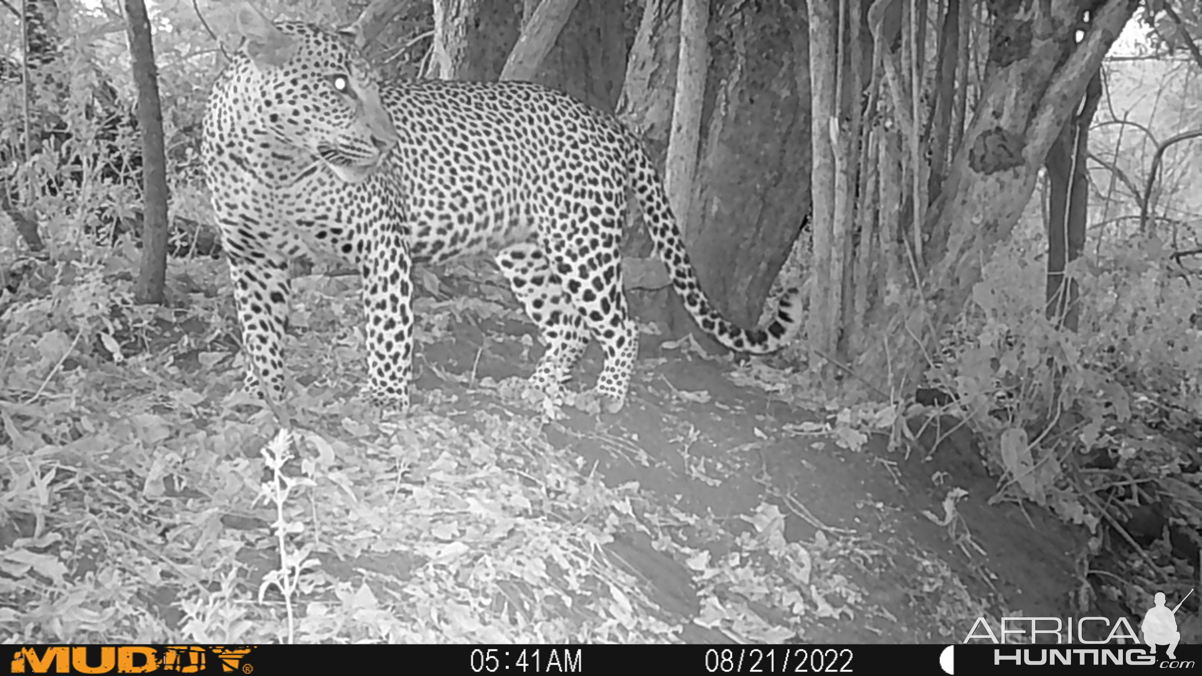 Leopard Trail Camera Mozambique