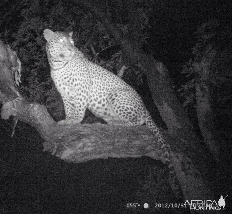 Leopard Trail Camera Mozambique