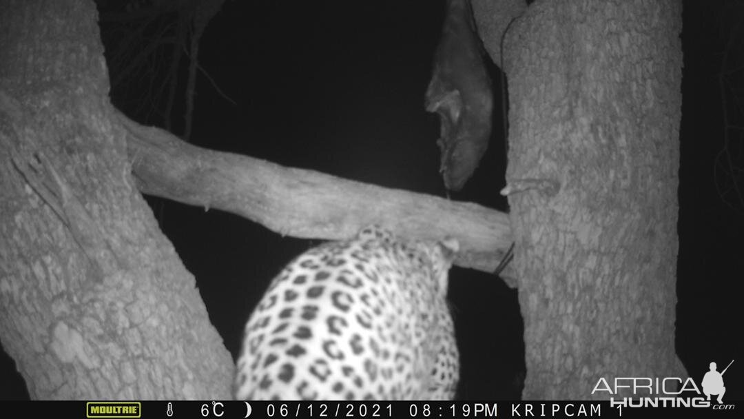 Leopard Trail Camera Namibia