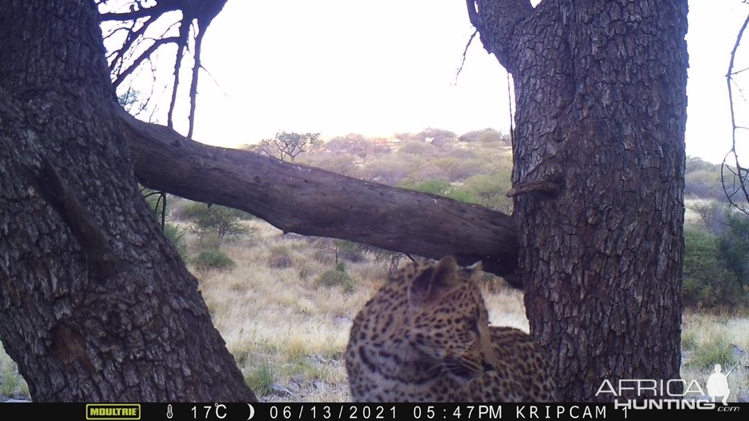 Leopard Trail Camera Namibia