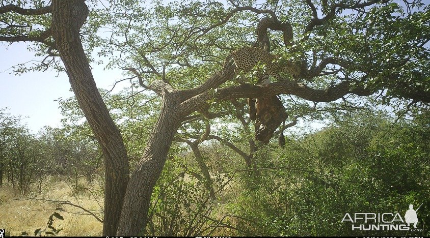 Leopard Trail Camera Namibia