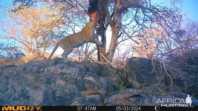 Leopard Trail Camera Namibia