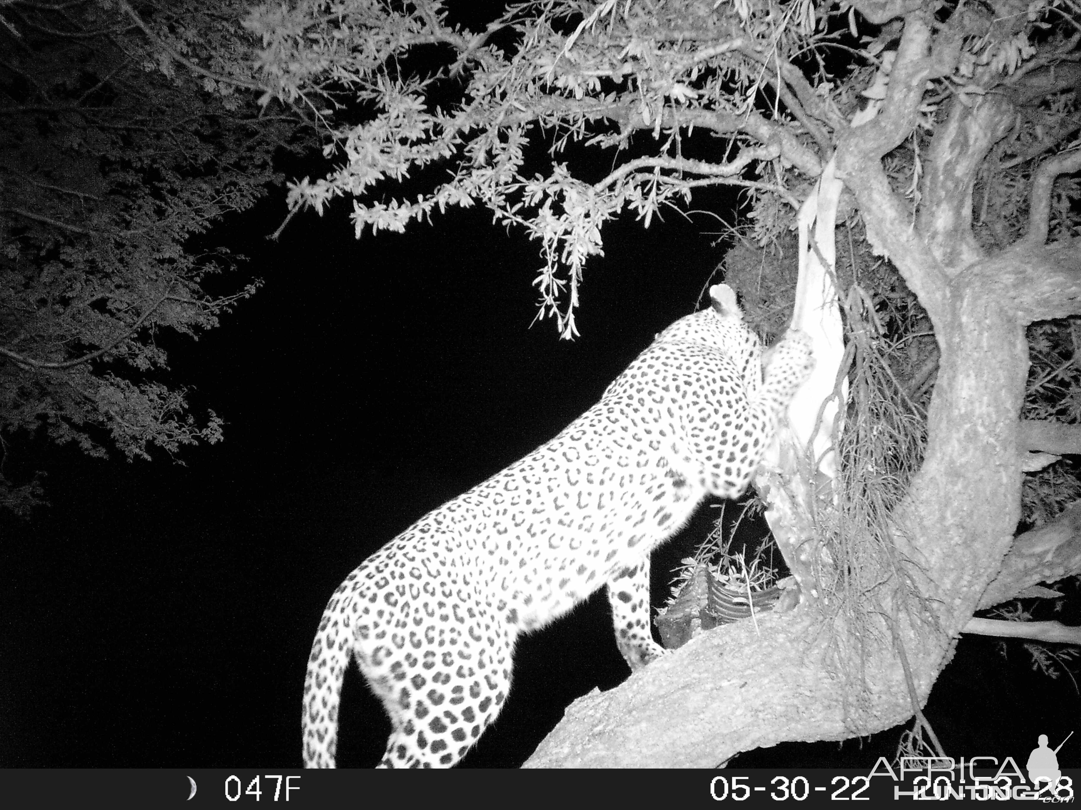 Leopard Trail Camera South Africa