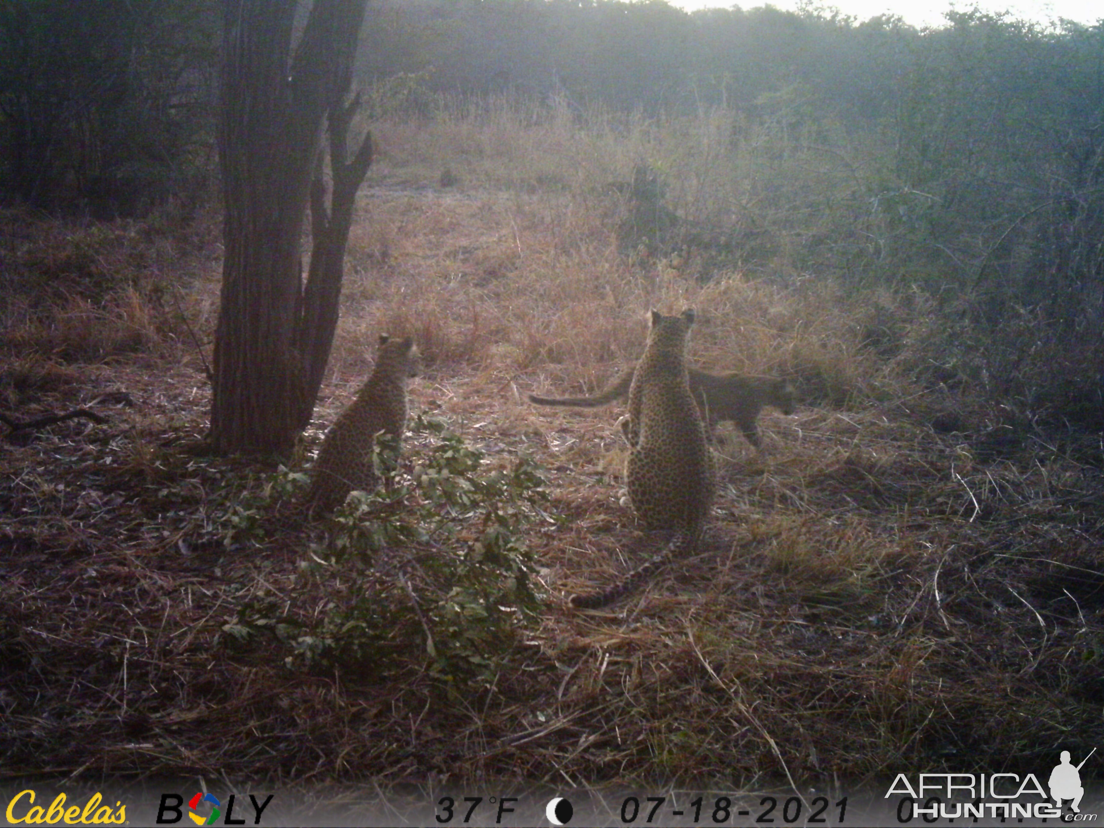 Leopard Trail Camera Tanzania