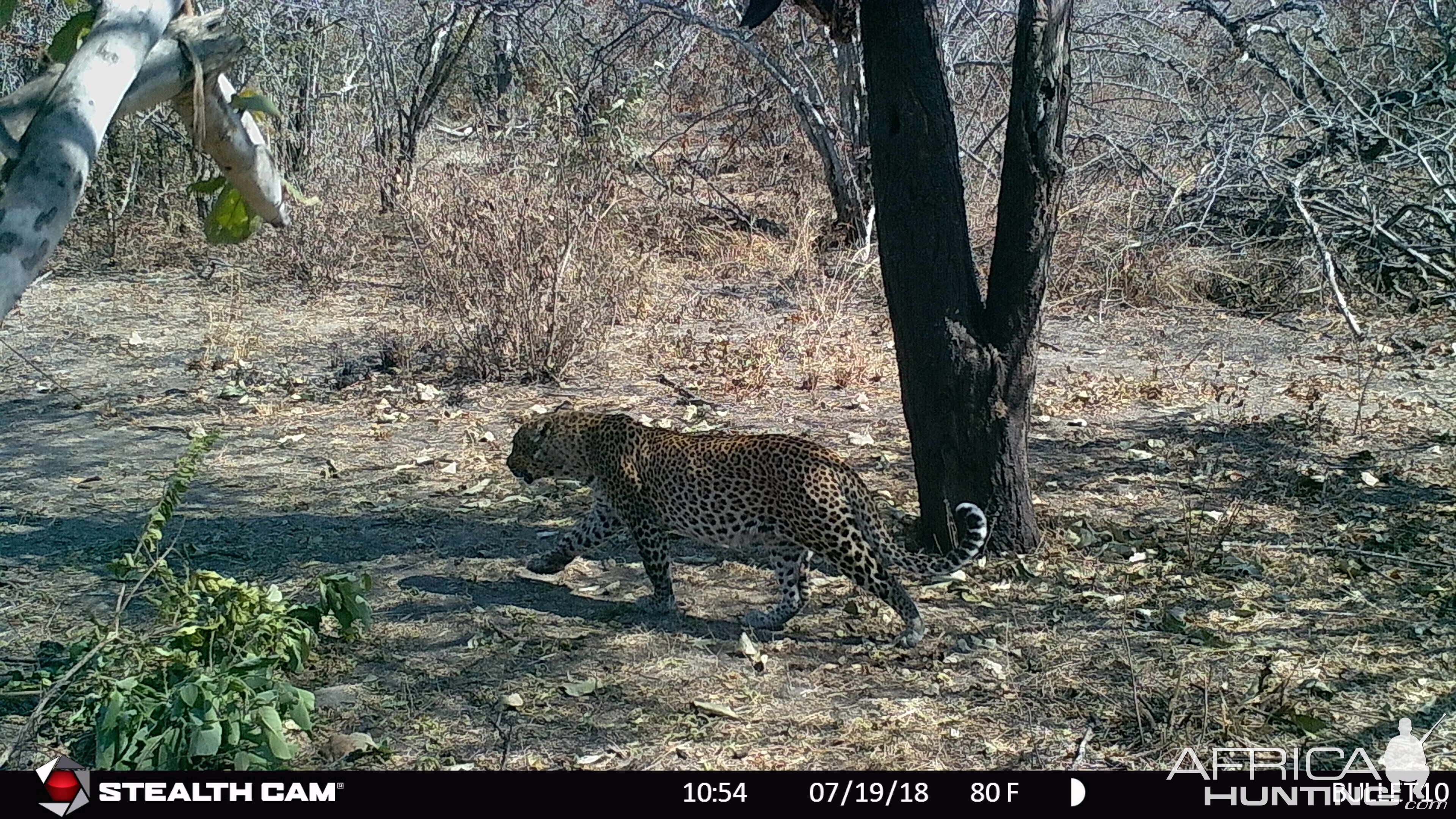 Leopard Trail Camera Tanzania