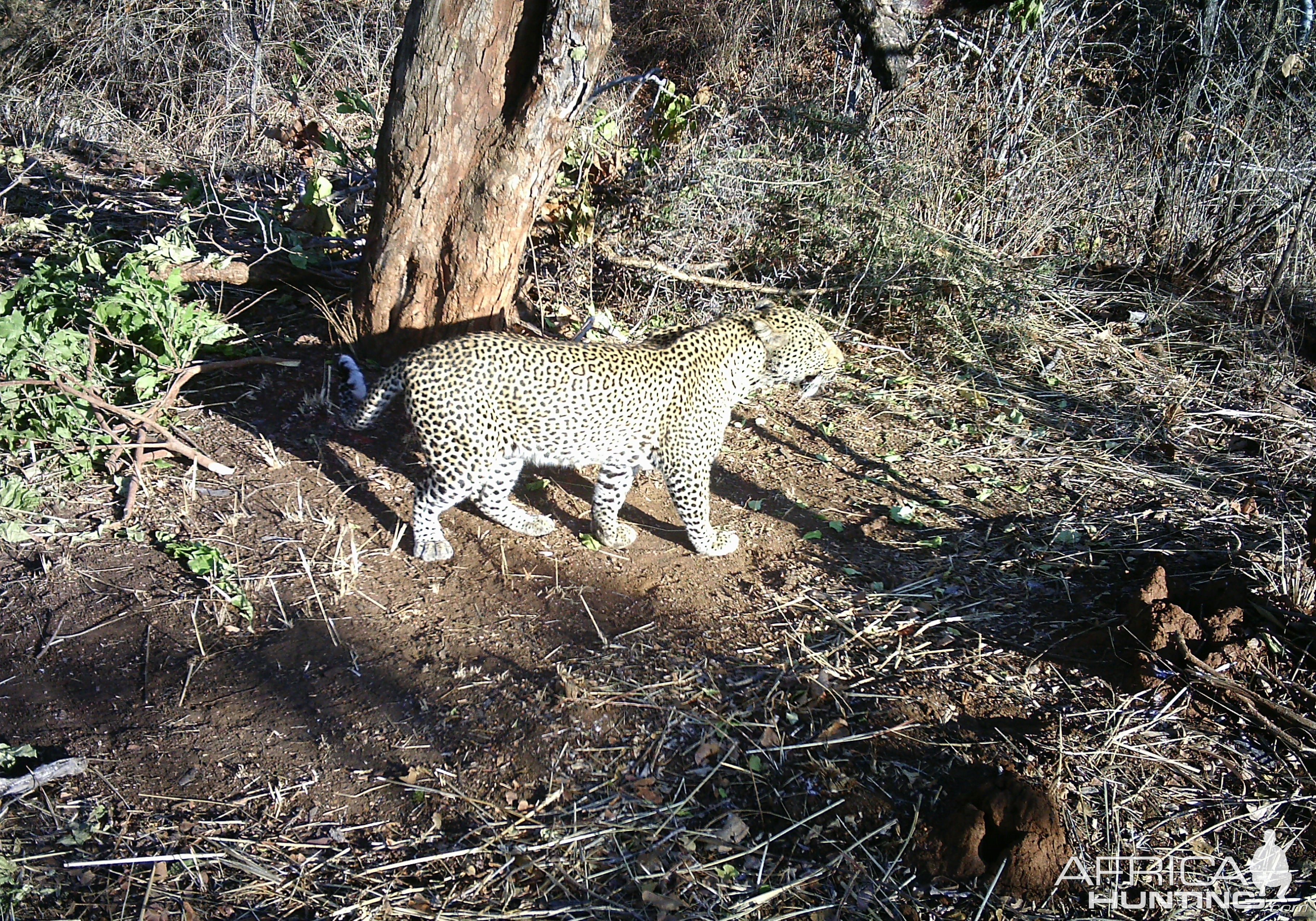 Leopard Trail Camera Tanzania