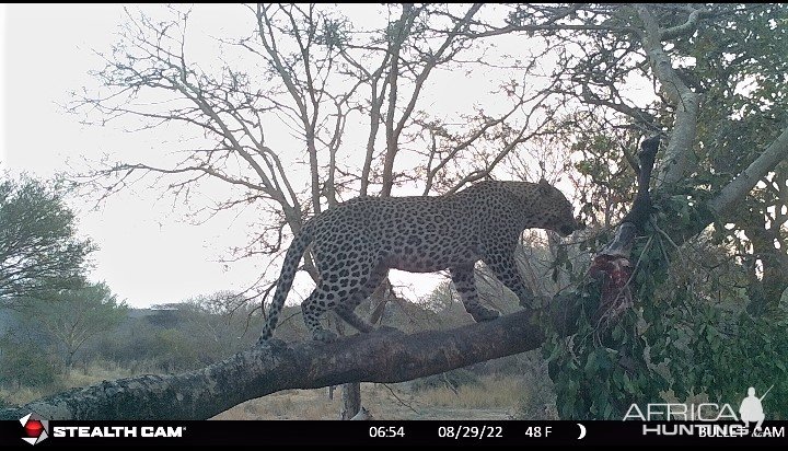 Leopard Trail Camera Tanzania