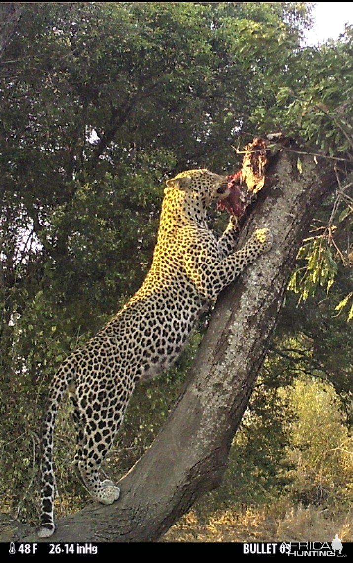 Leopard Trail Camera Tanzania