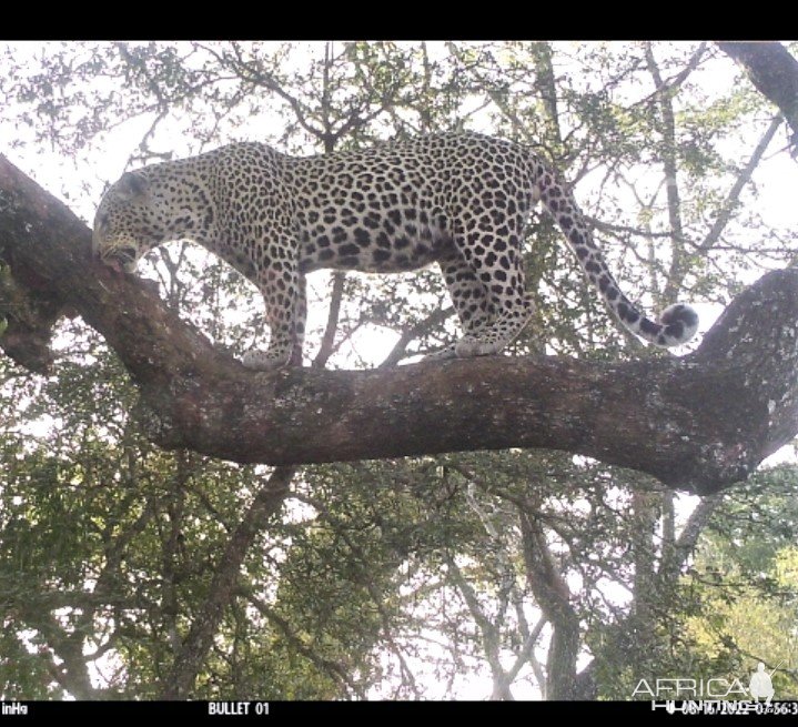 Leopard Trail Camera Tanzania