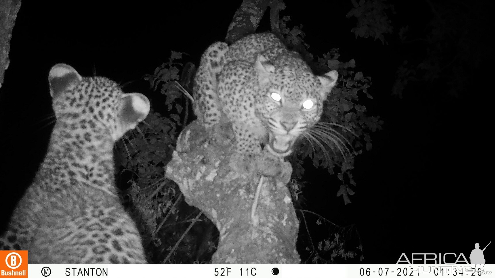 Leopard Trail Camera Zimbabwe